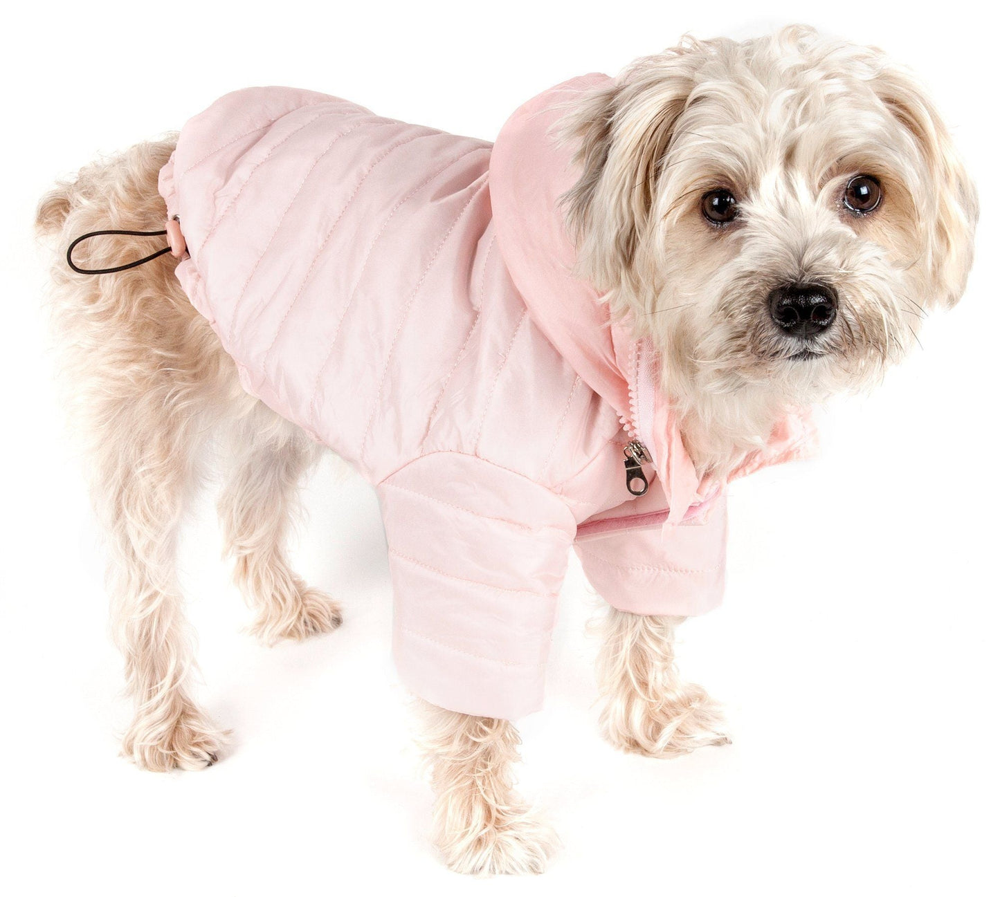 Dog wearing a pink quilted jacket on a white background