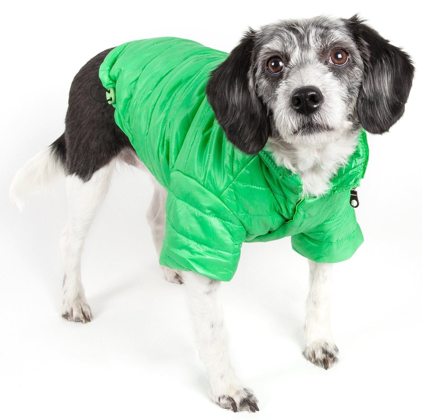 Dog wearing a green puffer coat on a white background