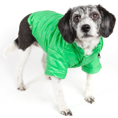 Dog wearing a green puffer coat on a white background