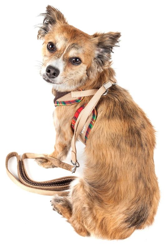 Small dog with a harness and leash on a white background