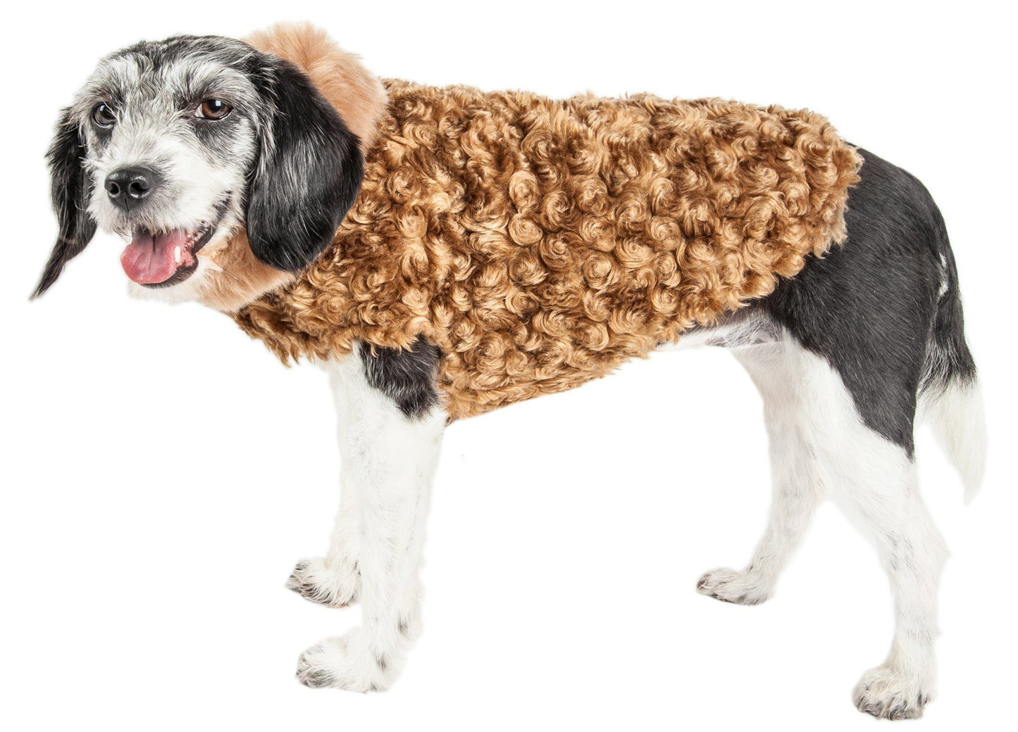 Dog wearing a brown knitted sweater on a white background