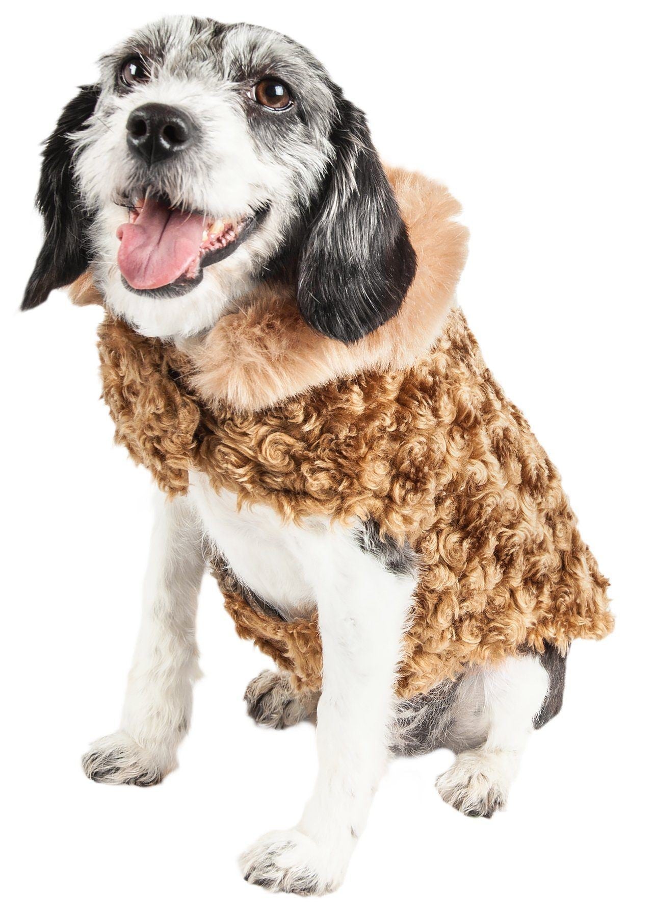 Dog wearing a brown curly coat on a white background