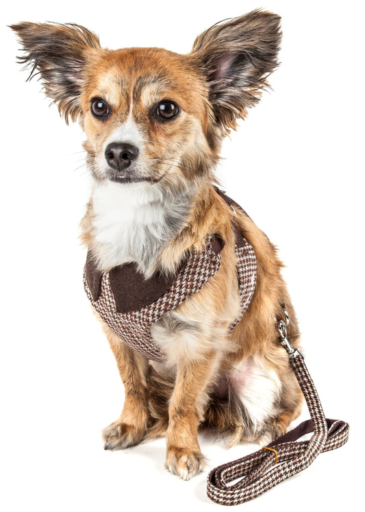 Dog wearing a checkered harness and leash on a white background