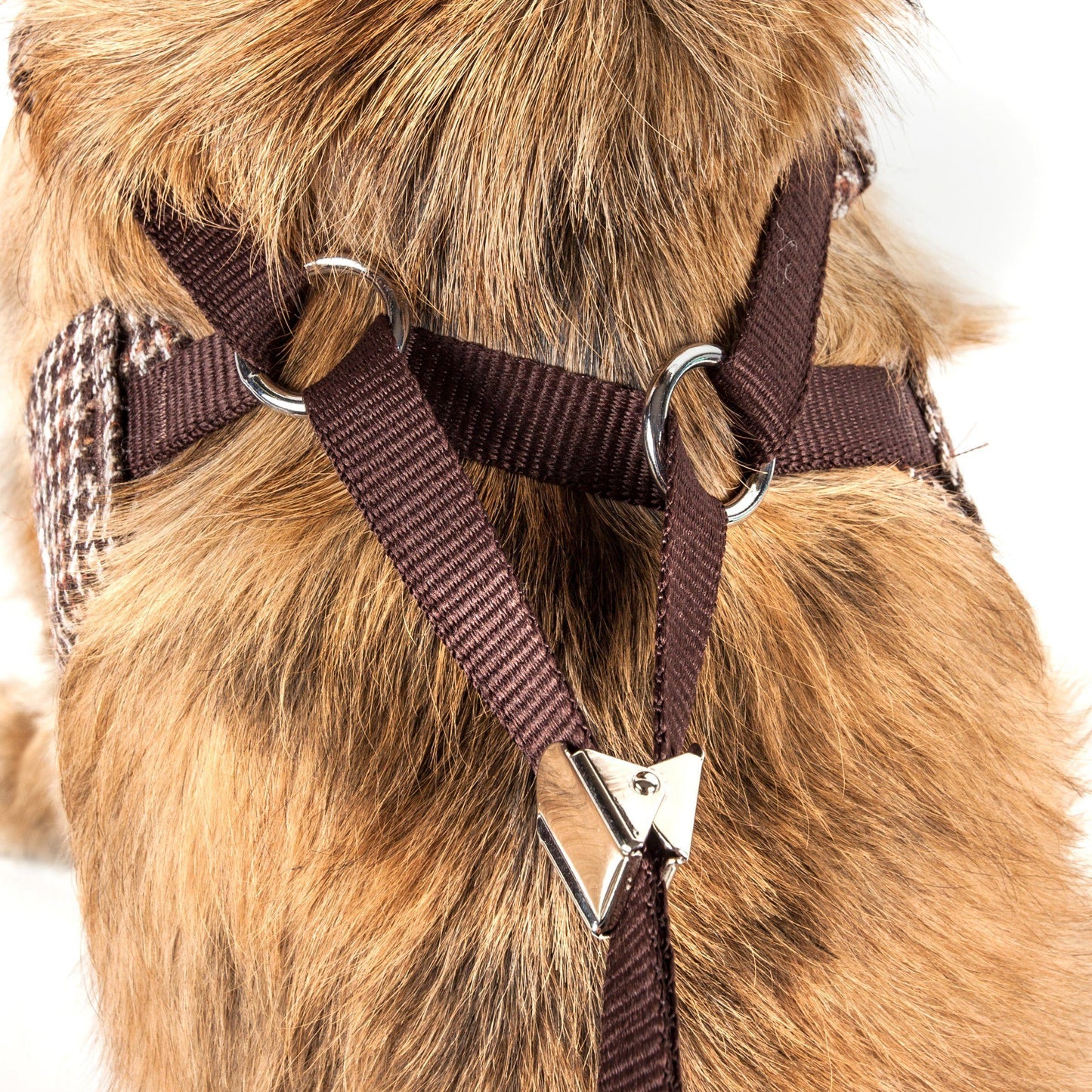 Brown dog harness on a dog with a white background