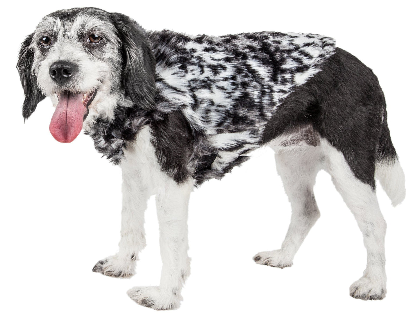 Dog wearing a black and white fur coat on a white background