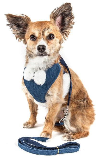 Small dog wearing a blue harness and leash on a white background