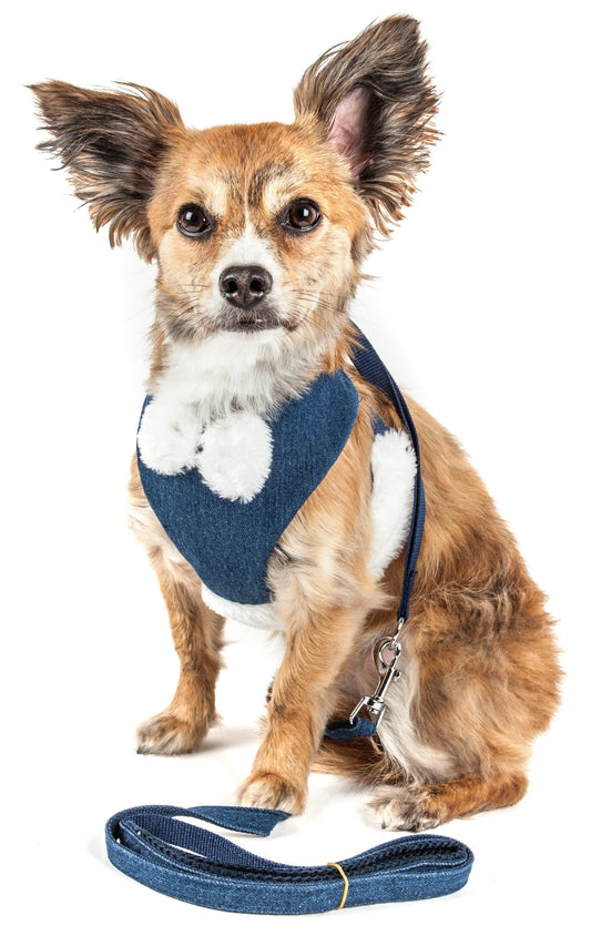 Small dog wearing a blue harness and leash on a white background