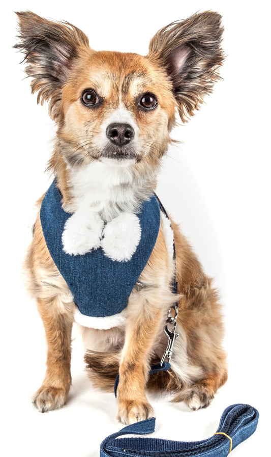 Dog wearing a blue harness with a white background