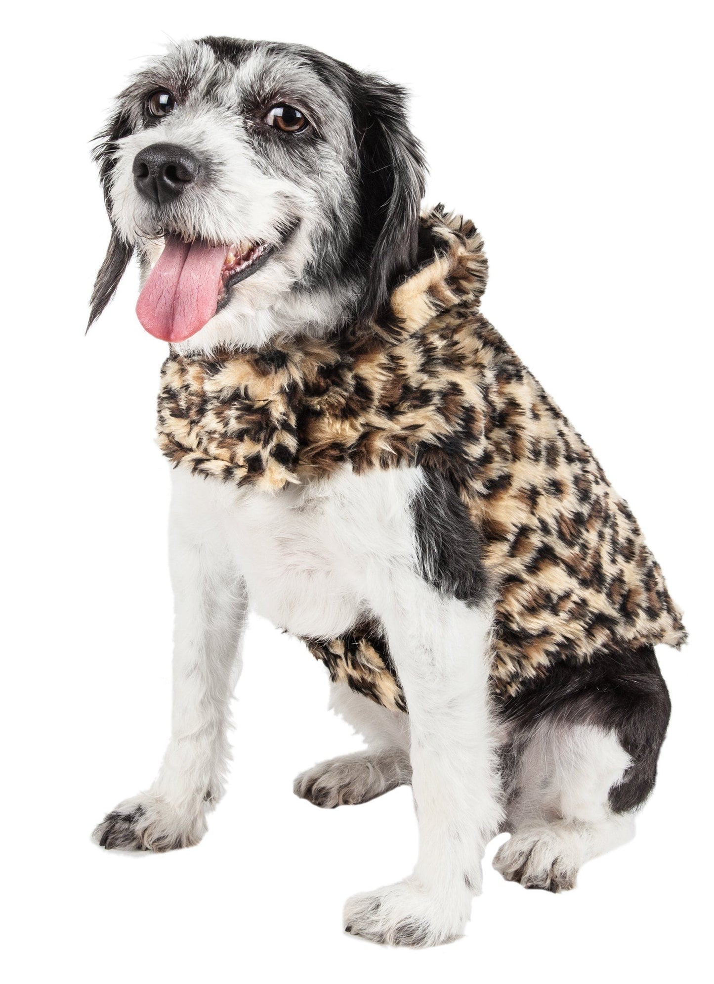 Dog wearing a leopard print coat on a white background