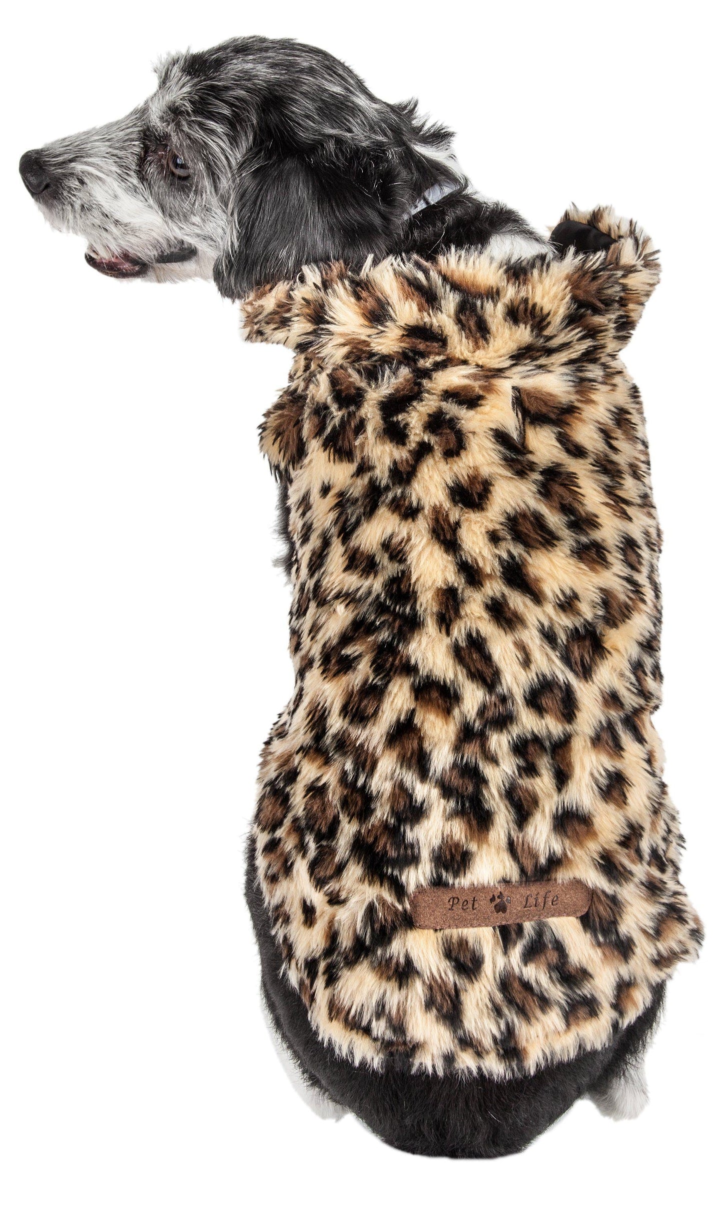 Dog wearing a leopard print coat on a white background