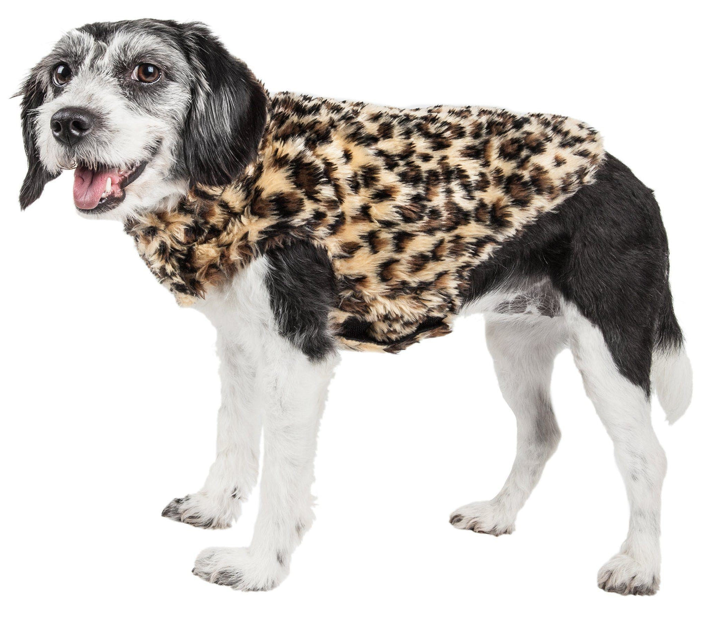 Dog wearing a leopard print coat on a white background