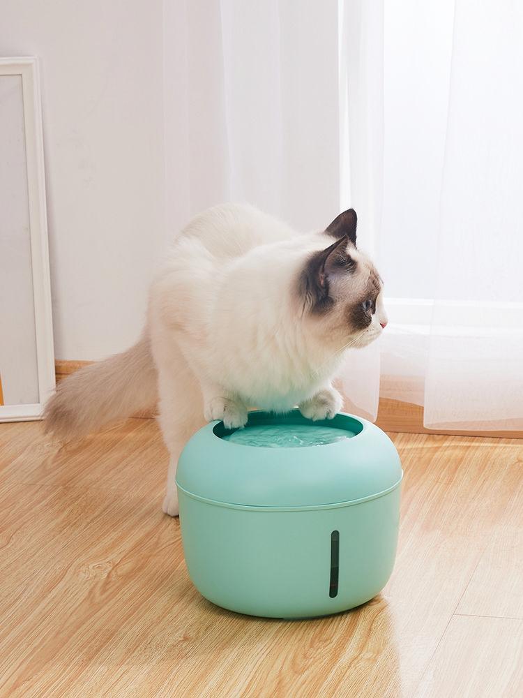 Cat sitting on a green pet toy on a wooden floor.