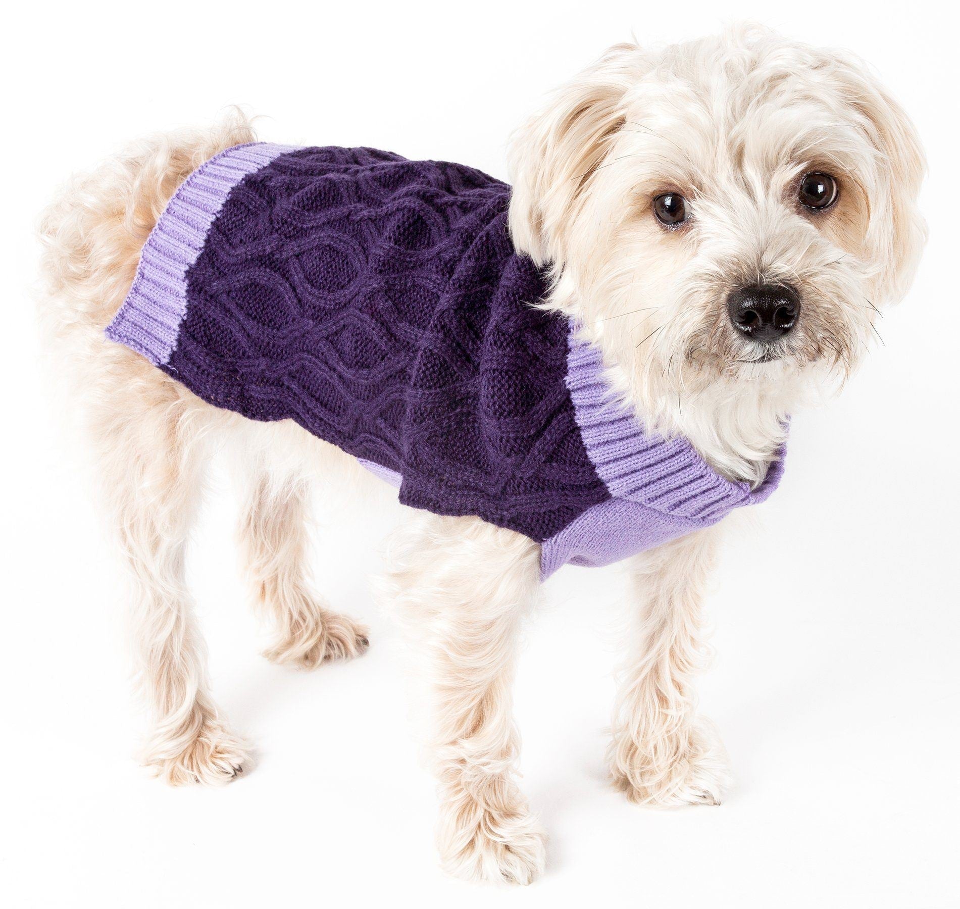 Dog wearing a purple sweater on a white background