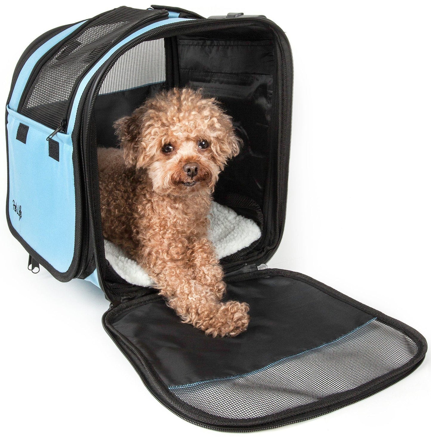 Dog inside a pet carrier with blue exterior and black interior.
