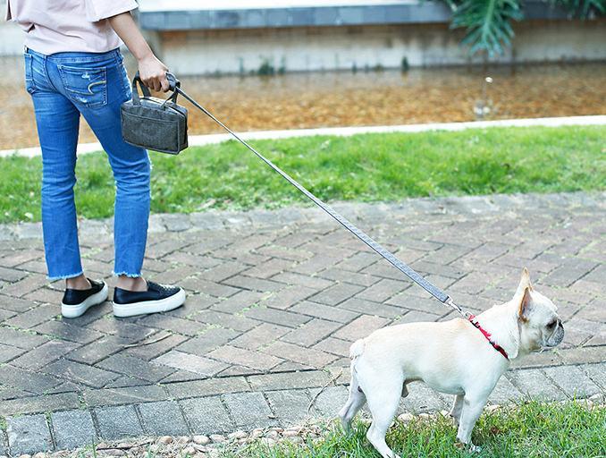 Person walking a dog on a leash in an outdoor setting