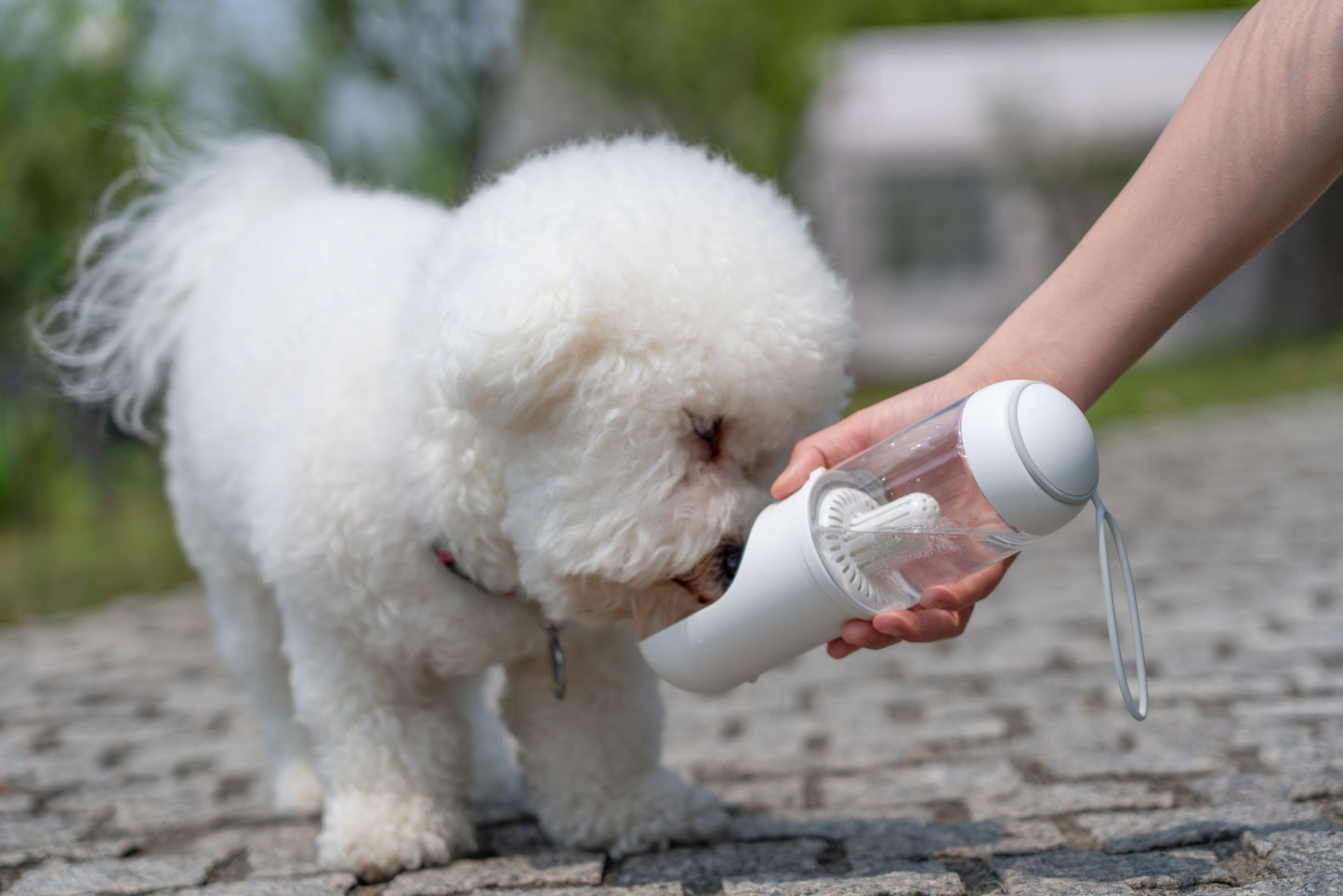 White dog sniffing a bottle held by a person outdoors.