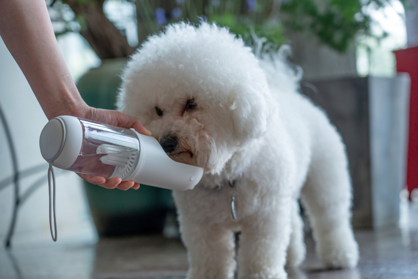 Person holding a white pet water bottle next to a small white dog indoors.