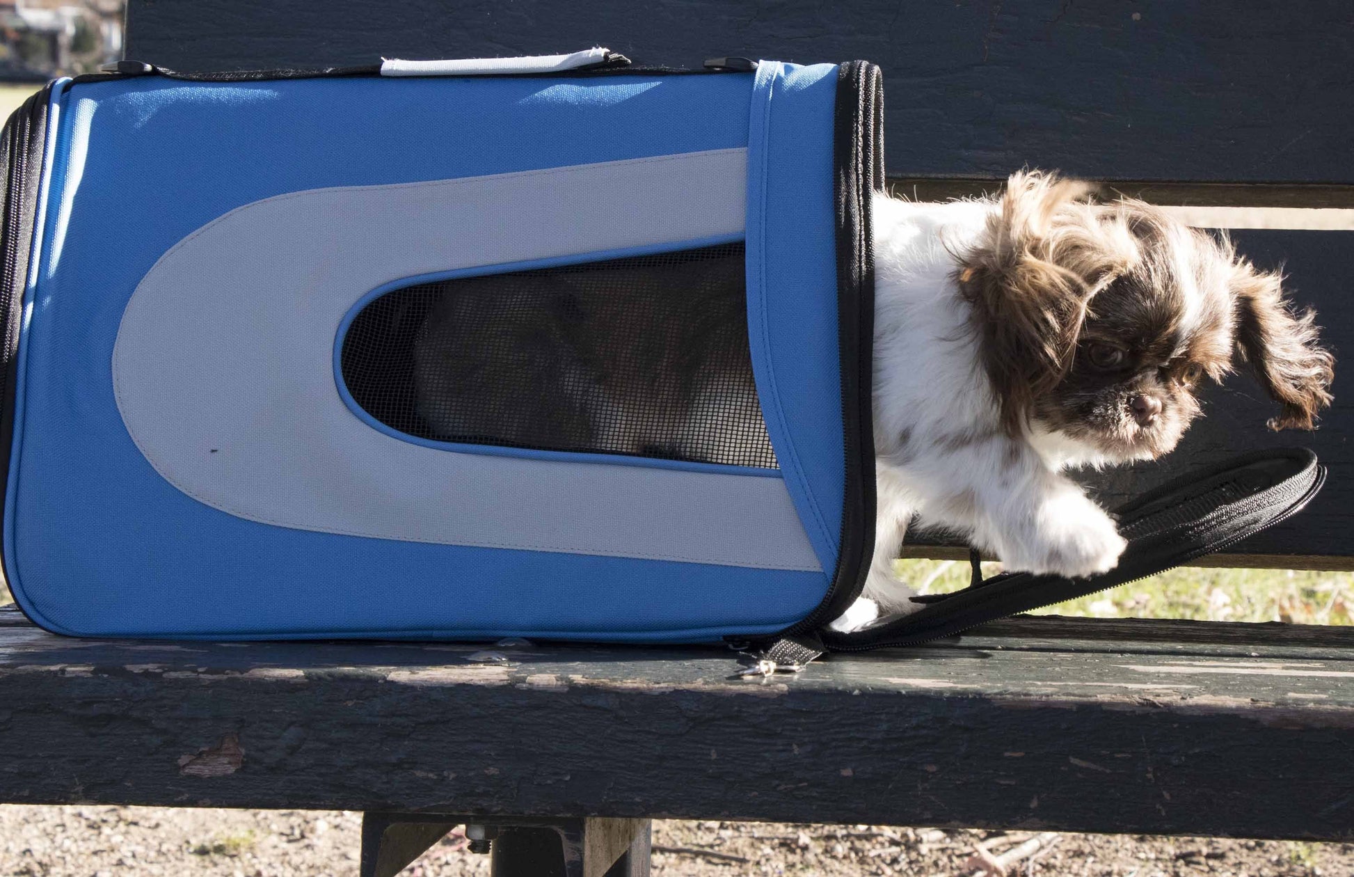 Small dog peeking out of a blue pet carrier on a bench