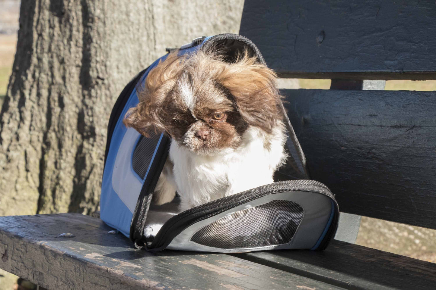 Small dog sitting inside a blue pet carrier on a wooden bench.