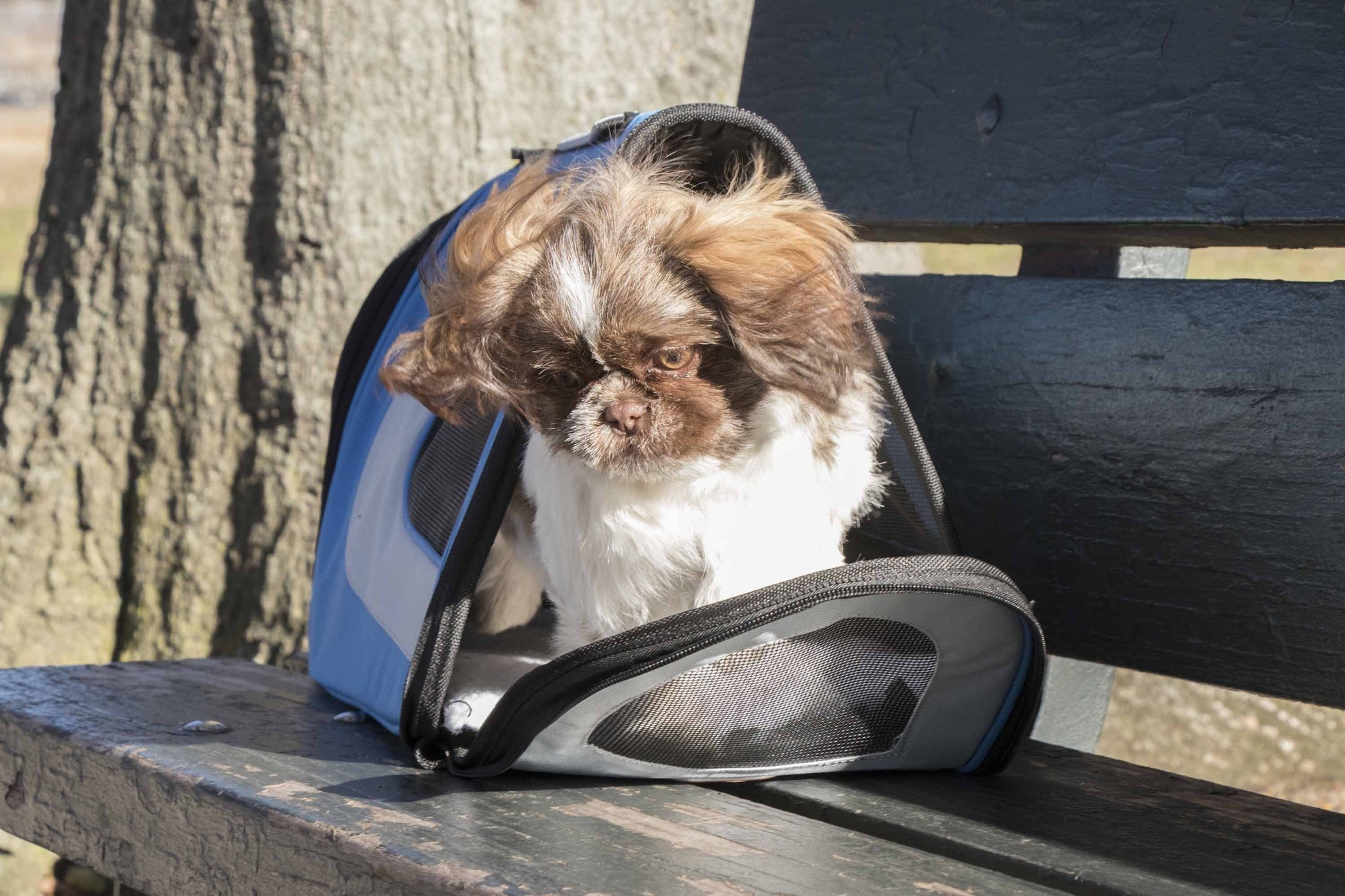 Small dog sitting inside a blue pet carrier on a wooden bench.