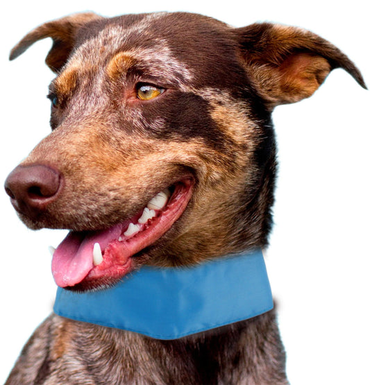 Dog wearing a blue collar on a white background