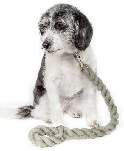 Dog with a rope toy on a white background