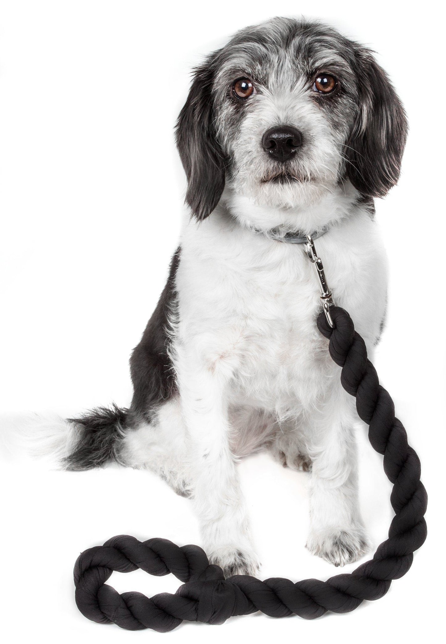 Dog with a black rope toy on a white background