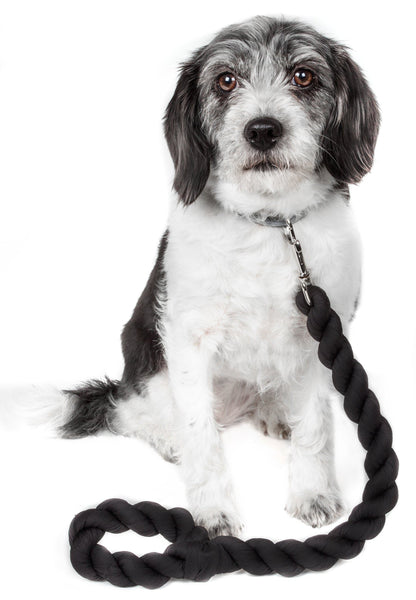 Dog with a black rope toy on a white background
