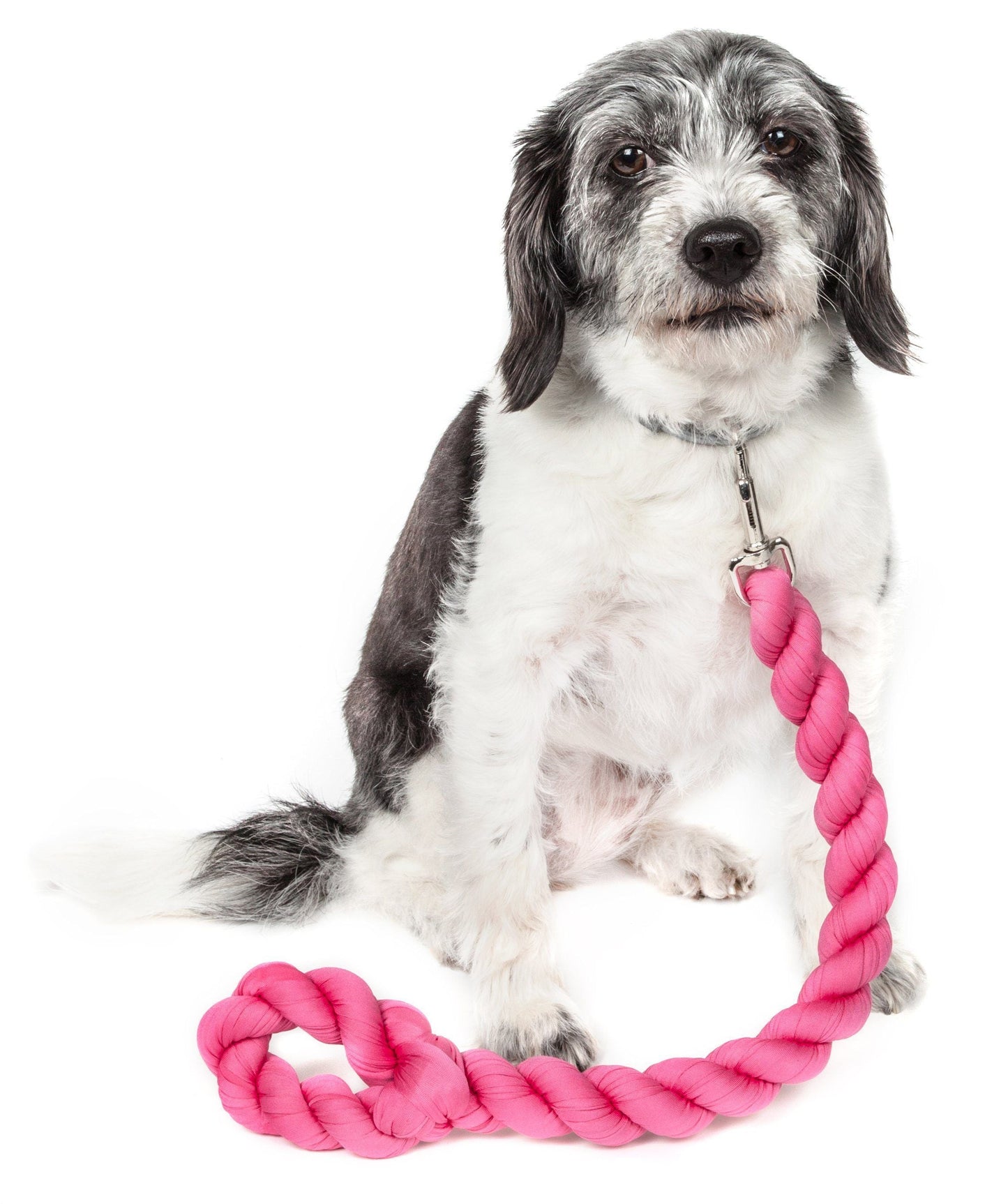 Dog with a pink rope toy on a white background