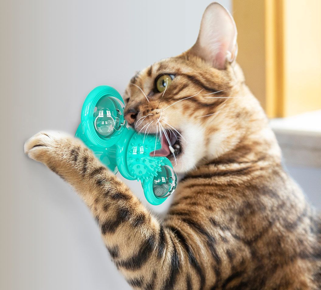 Cat playing with a teal toy on a light-colored floor.