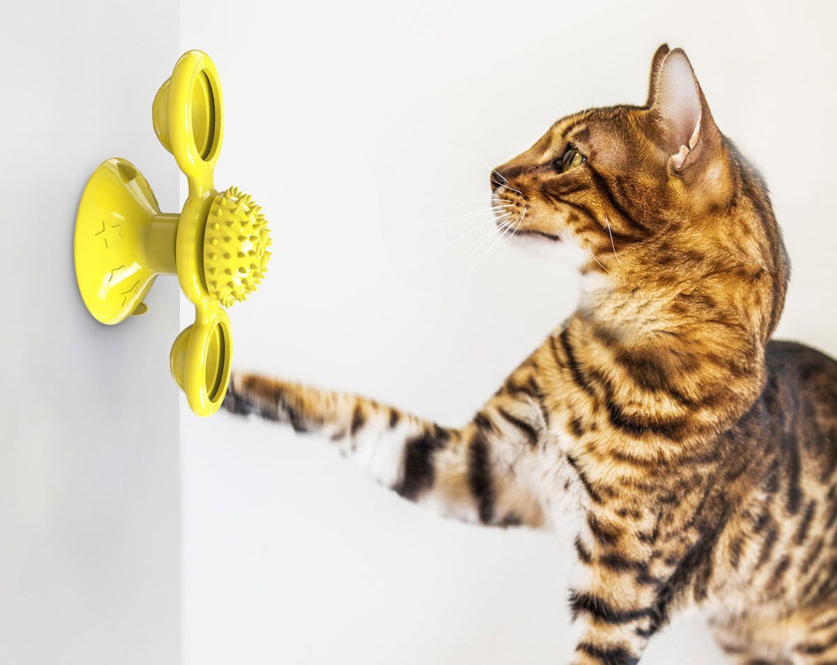 Cat playing with a yellow pet toy on a white background