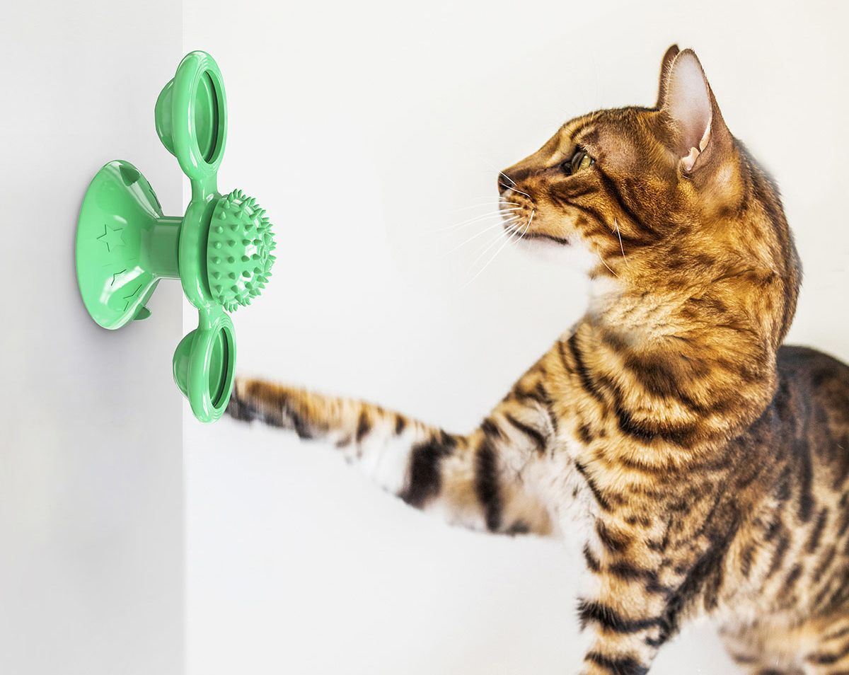 Cat interacting with a green pet toy on a white background