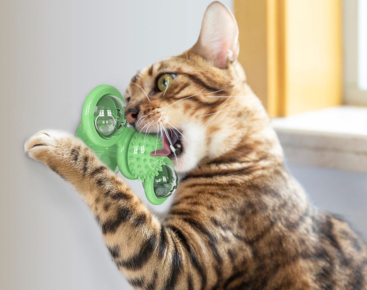 Cat playing with a green toy on a light-colored floor.