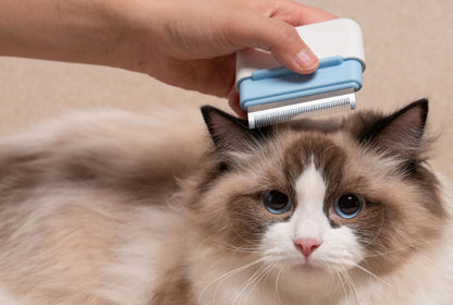 Person grooming a cat with a pet grooming tool on a beige background