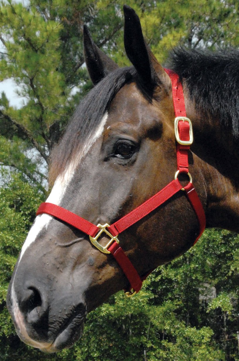 Horse wearing a red halter with gold buckles against a green foliage background