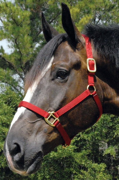 Horse wearing a red halter with gold buckles against a green foliage background