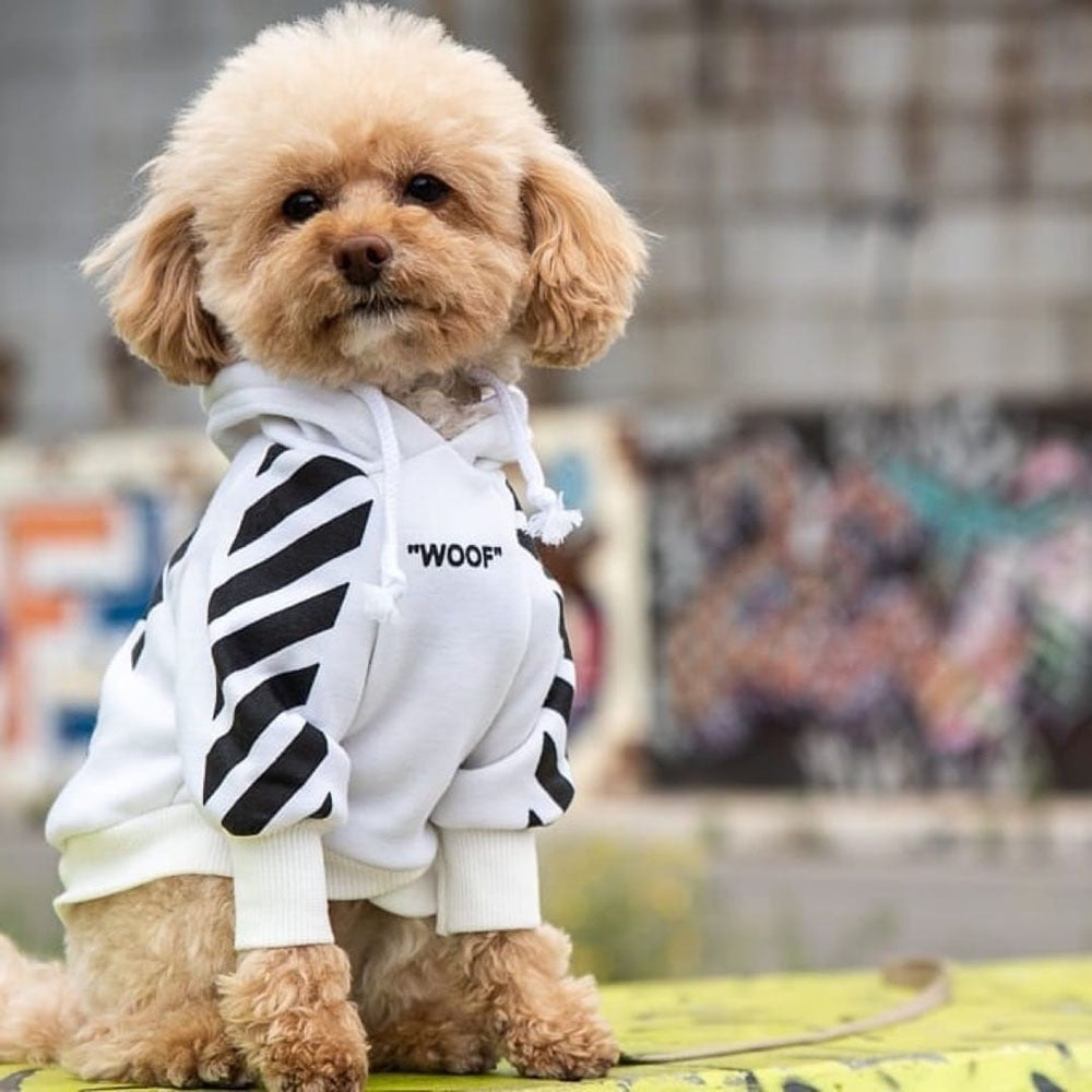 Small dog wearing a white hoodie with black zebra pattern and 'WOOF' text on a blurred background
