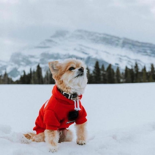 Dog in a red coat standing in a snowy landscape with mountains in the background