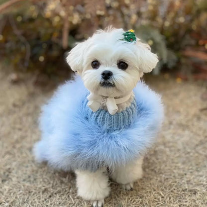 Small white dog wearing a blue sweater with a fluffy texture on a blurred natural background
