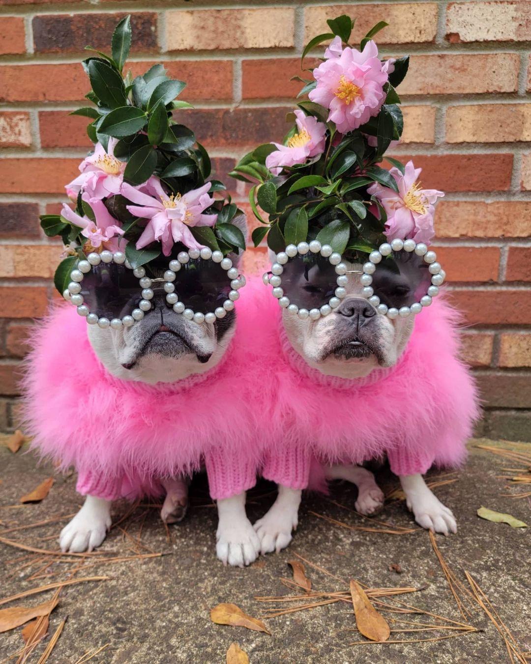 Two dogs in pink outfits with flower crowns and sunglasses standing on a brick surface.