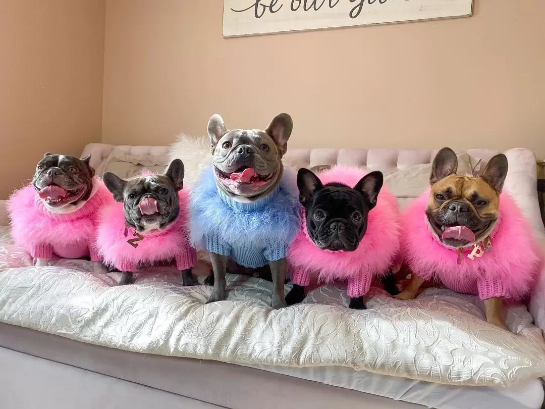 Five dogs wearing colorful fur coats sitting on a couch.