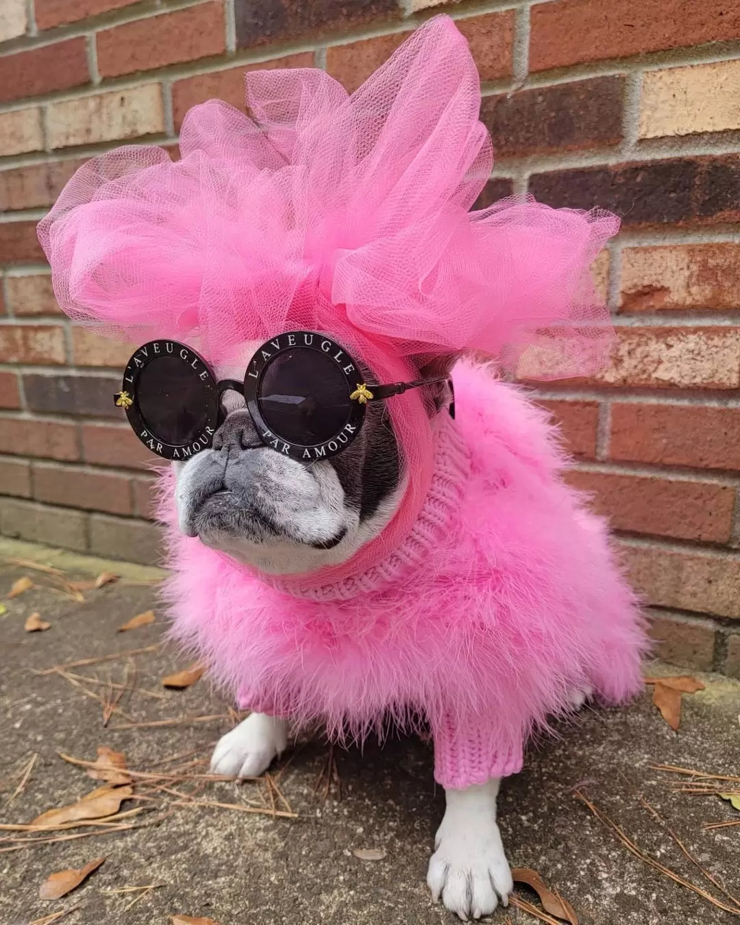 Dog wearing a pink feathered outfit and sunglasses in front of a brick wall.