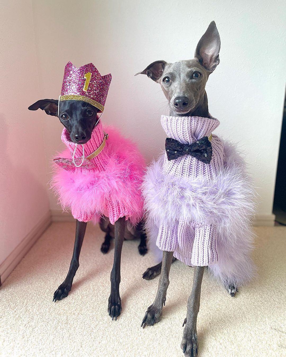 Two dogs dressed in stylish outfits with a pink and a white dress.