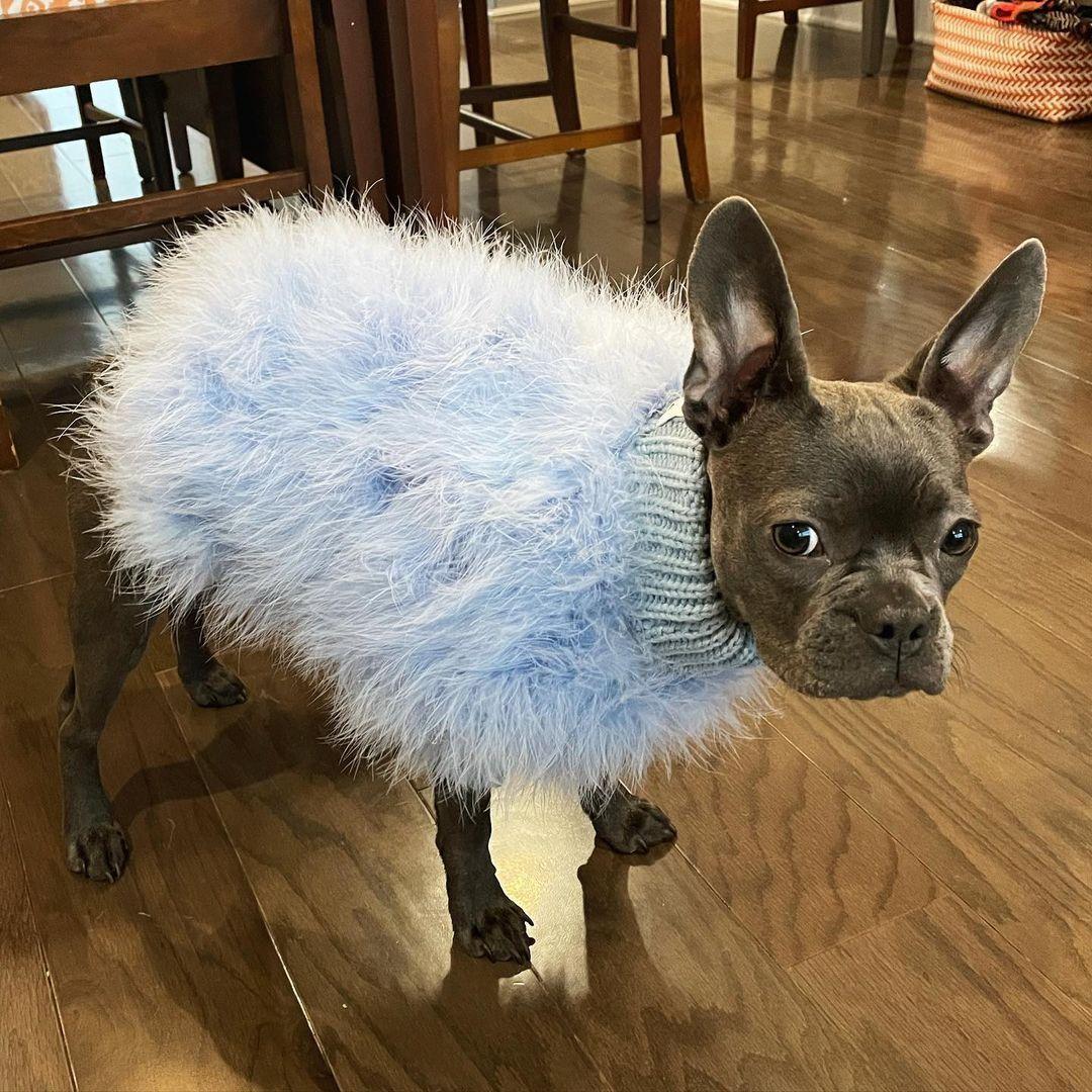 Dog wearing a fluffy blue sweater on a wooden floor