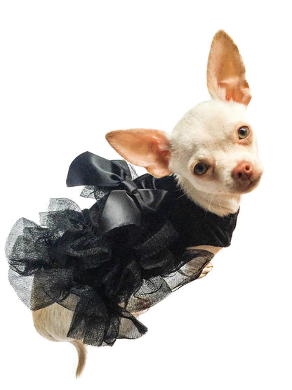 Small dog wearing a black dress with a large bow on a white background