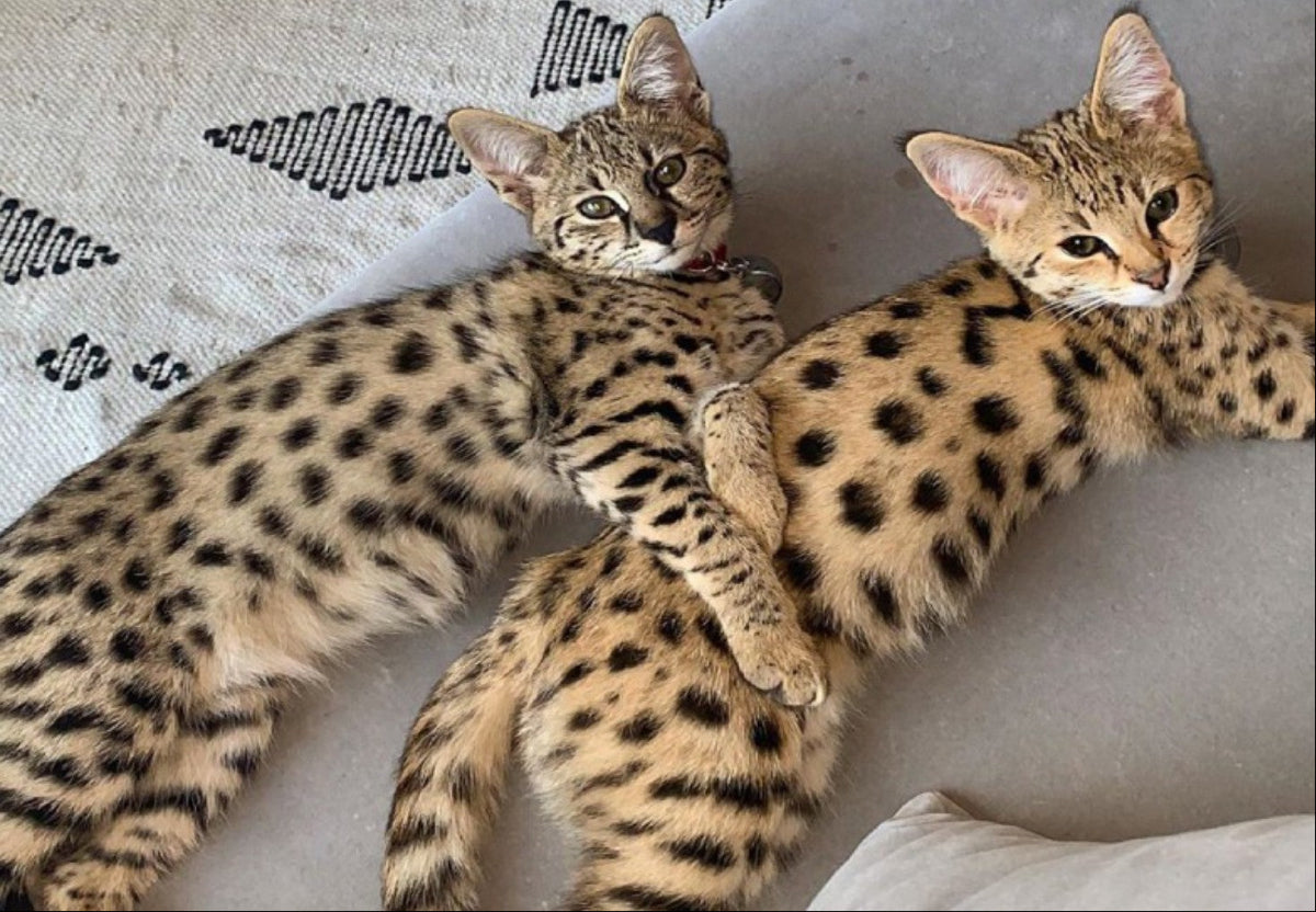 Two spotted cats lying on a textured surface