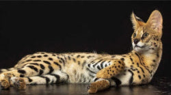 Serval cat lying on a dark surface with a black background