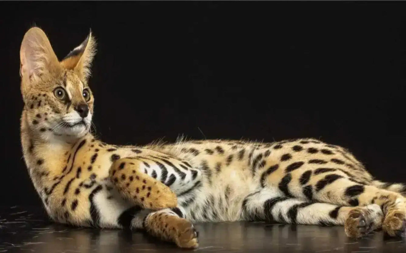 Serval cat lying on a black background