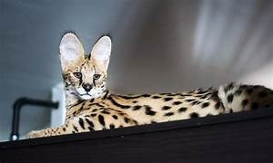Serval cat lying on a surface with a blurred background