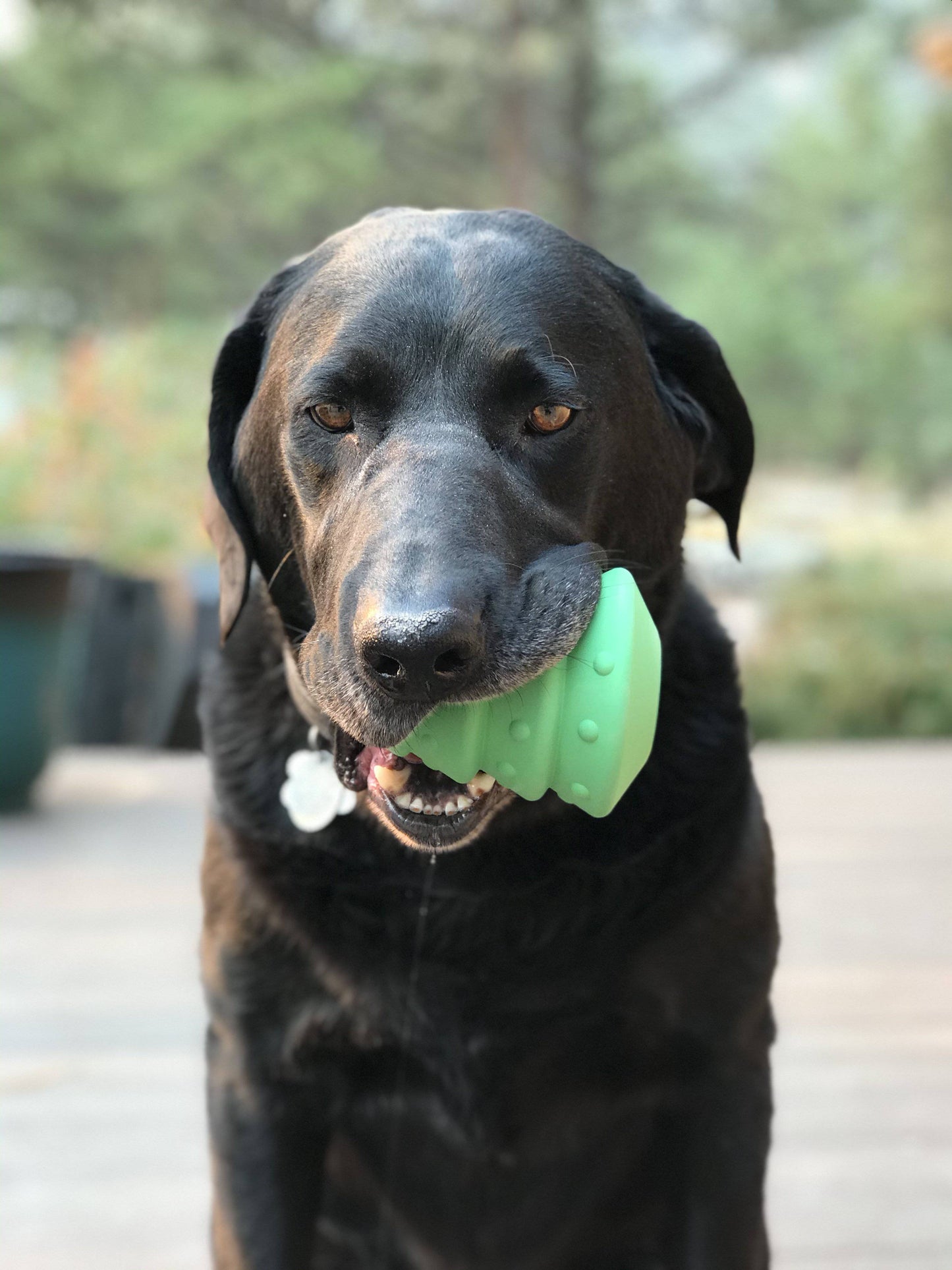 Dog holding a green toy in its mouth outdoors